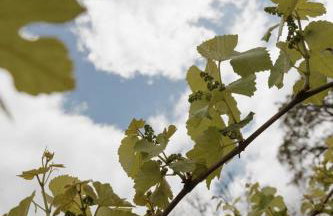 Cabanas Vinsanto - Foto 60