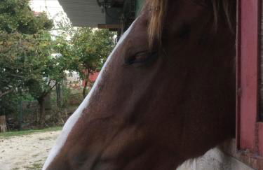 la masseria di Antonio e Teresina - Foto 57