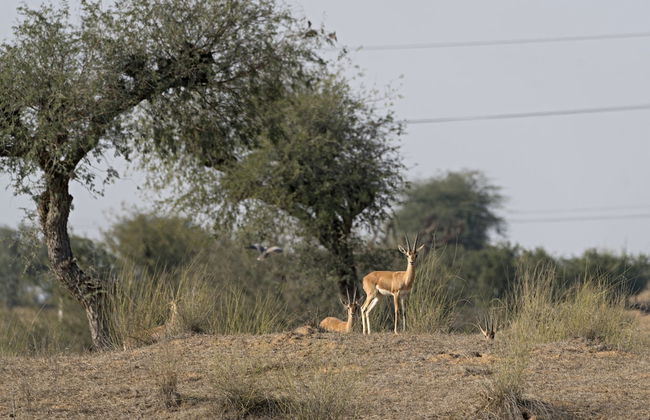 Alsisar Mahal - A Heritage Hotel - Foto 29