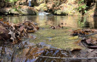 Creek side Mountain Perfect for Families ,We are just 5 to 7 minutes from the entrance of Pisgah Forest, where you ll find many rivers and waterfalls - Foto 72