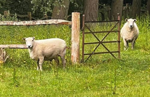 4 Bed in Eye- oc-34389 - Foto 44