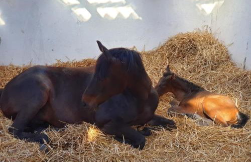 Ferienwohnungen Sund Ostfriesland - Foto 35