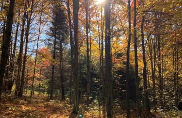 The Disco Den on Toad Road - Photo 15