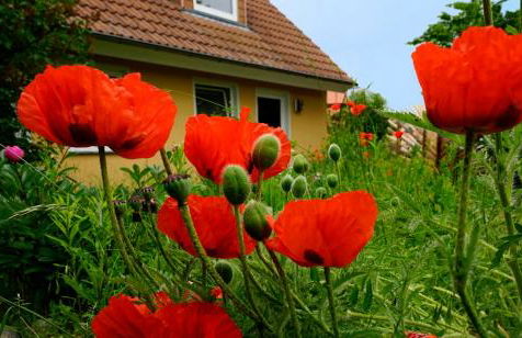 Ferienwohnung in der Uckermark am Oberuckersee OT Warnitz - Photo 14