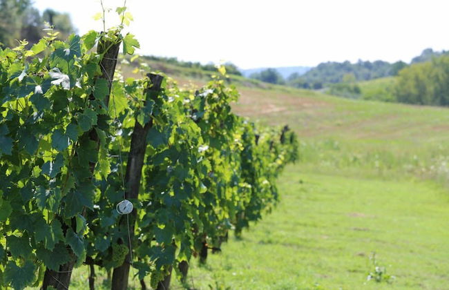 Verdidea - Podere della Bruciata - Foto 78