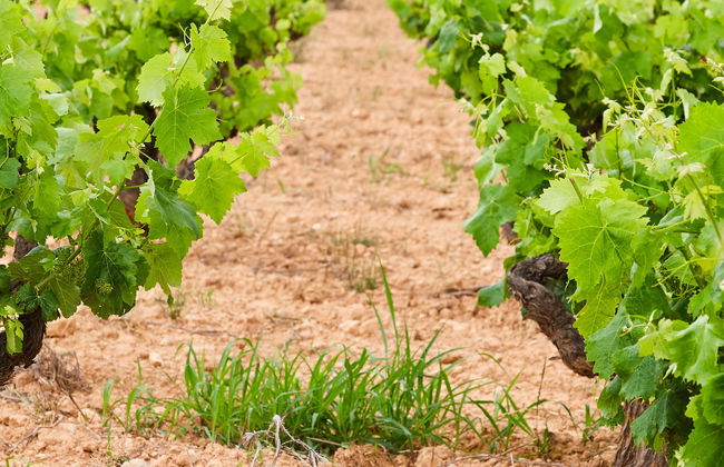 Visita à adega Pago de Tharsys - Photo 1