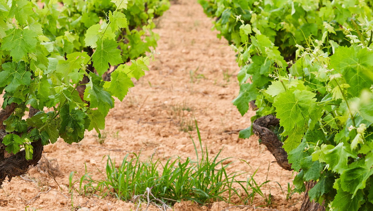 Visita à adega Pago de Tharsys