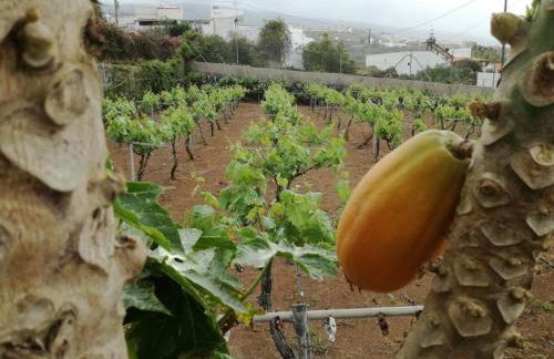 Cosy chalet with panoramic views in Icod de los Vinos - 70m² - Foto 15