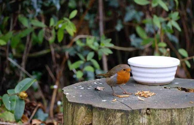 Studio/lickey Hills/near Attractions/garden/petok - Foto 25