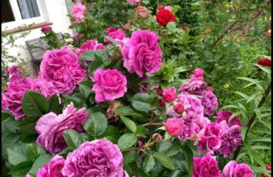 Monat mietete Brakel Monteu Ferienwohnung - Foto 32