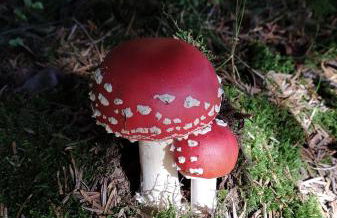 Ferienwohnung, Sauna & Gästekarte gratis im Schwarzwald - Photo 32