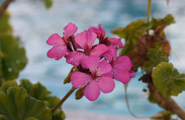 The Olive House - Photo 28