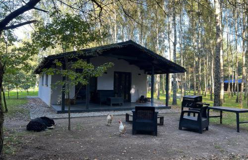 Ackermannia - Foto 56