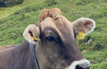 MOUNTAIN LODGE OBERJOCH - Allgäu - Foto 60