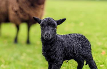 Drakes Cottage - nr Piddletrenthide - Photo 17