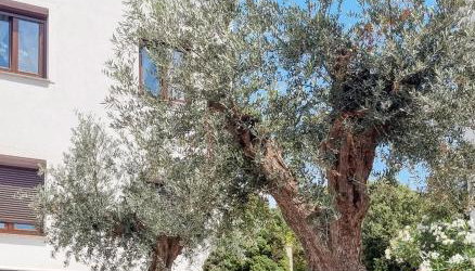 Apartmani Senka - Foto 3, Garden