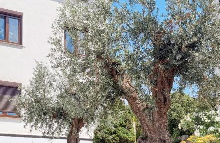 Apartmani Senka - Foto 3