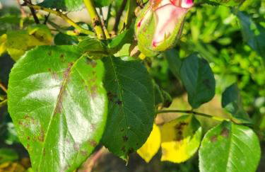 Apartman Goran - 130m Radiochirurgia - Foto 70