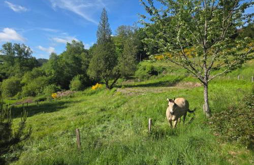 NESST - Gîte Horse & Dog Friendly Cottage - Foto 7