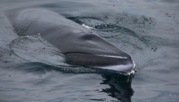 Observation des baleines et spectacle de lave - Photo 5