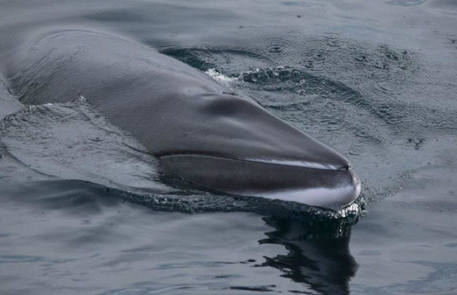 Observation des baleines et spectacle de lave - Photo 5