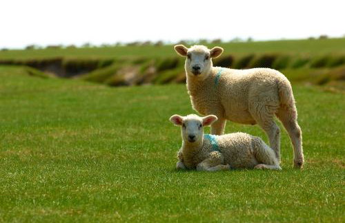 Canny Brow Barn - Foto 78