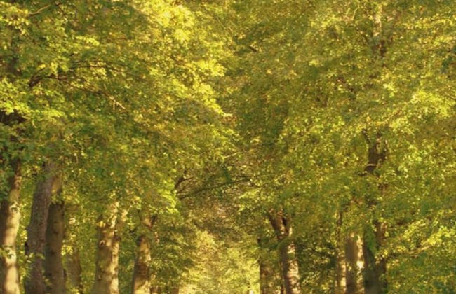 in the Estate Worker's House - Foto 21