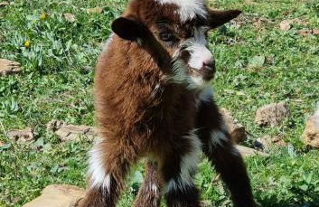 Gecko Pego Longo - Foto 66