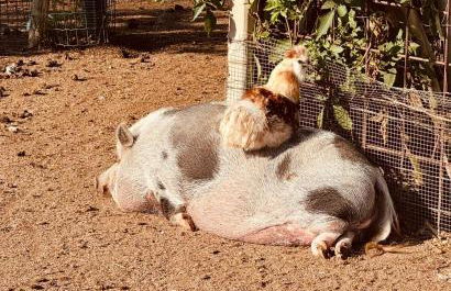 Lochererhof - Foto 7