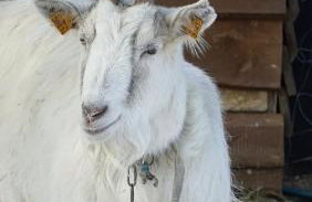 Domy Konesera - Foto 33