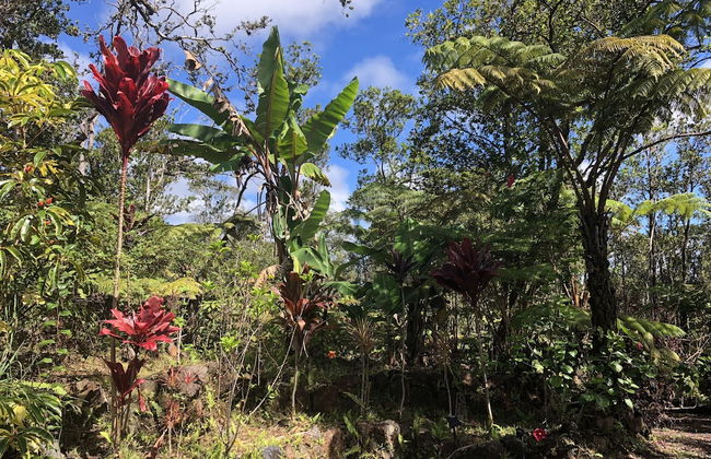 Volcano Rainforest Lodge - Foto 52