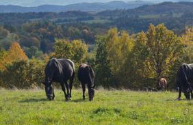 Domek DOMiarki - Foto 19