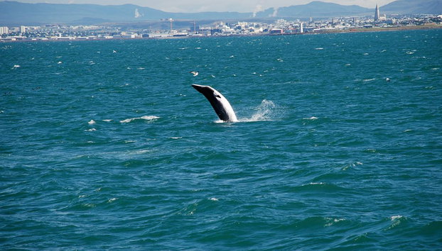 Whale Watching in Big Boats - Photo 4