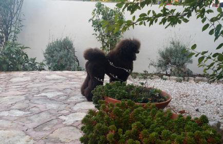 Villa Sandra Hvar - Foto 48