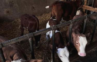 Baby Jane, Studio front de neige - Photo 29