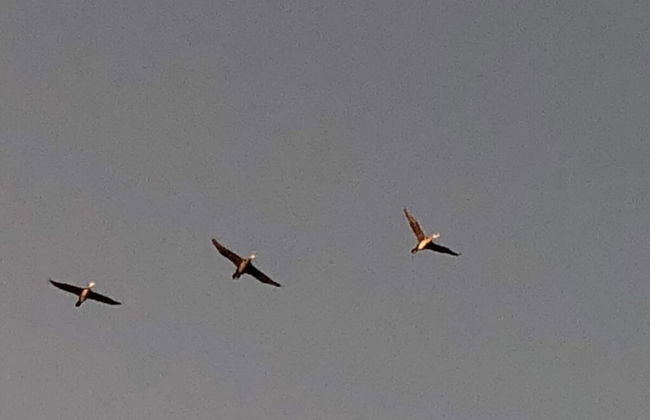 Katis Nest Comfortable Holiday Residence - Photo 14