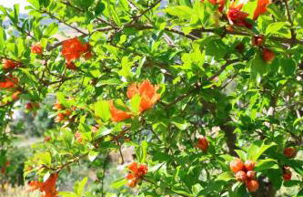 Terra di Ea - Foto 41