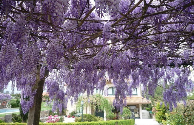 Casa Das Pias - Photo 1