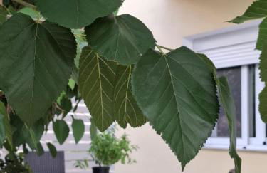 EmvaSea Seaside apartment - Foto 16