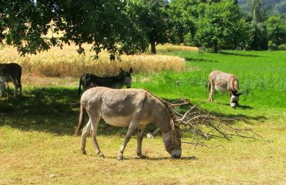 Ferienwohnung Makowitschka - Foto 16