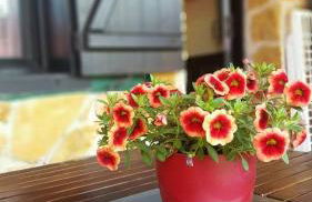 Apartamentos Rurales "La Escapada" - Foto 37