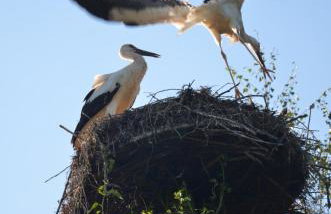 Andrzejówka - Photo 69