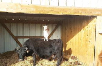 Ma roulotte adorée - Foto 11