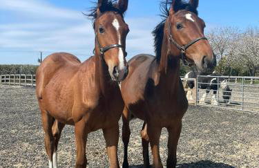 Appaloosa suite with amazing views of stud farm. - Foto 17
