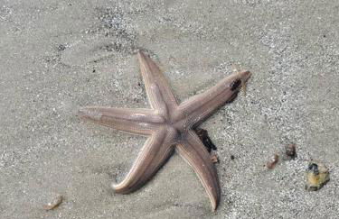 Cute 2 bedroom, 2 bath Condo at Folly Field Beach - Foto 9