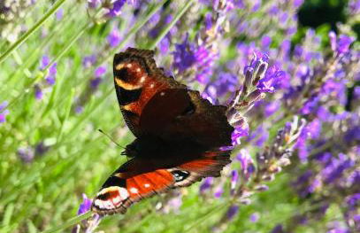 Ferienwohnung Villa Grützner - Photo 31