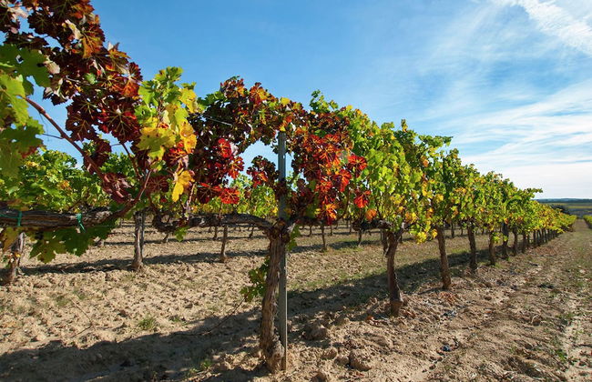 Cozy Cottage in Subirats With Swimming Pool - Foto 24