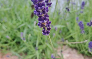 La petite Maison a charming, peaceful cottage in the Countryside - Foto 39