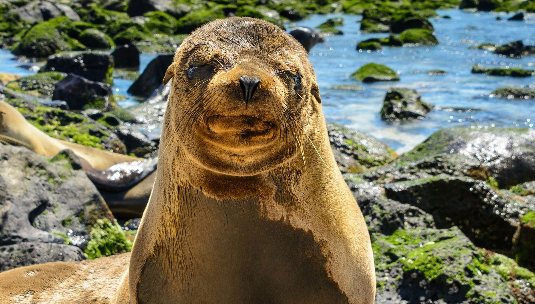 Lobos Island + Snorkeling Tour - Foto 1