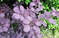 Residenza Liliana - Foto 1